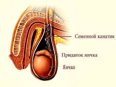 Яйца человека без кожи