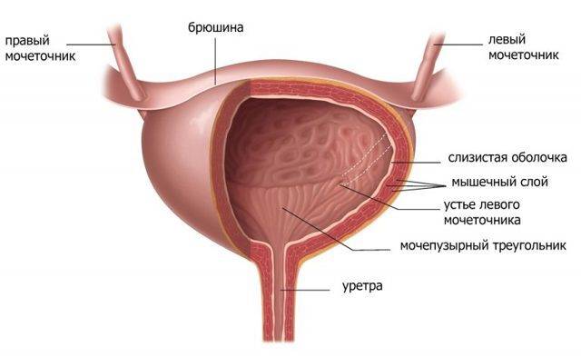 Лекарство Фурагин при цистите: инструкция по применению, отзывы, аналоги