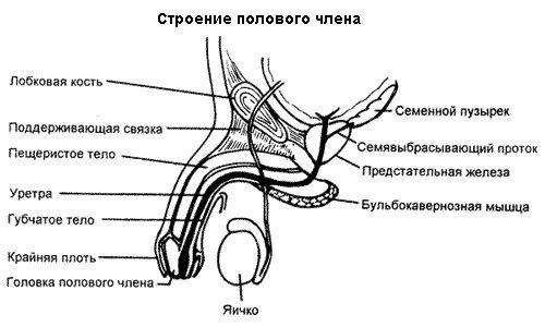 У парня маленький пенис