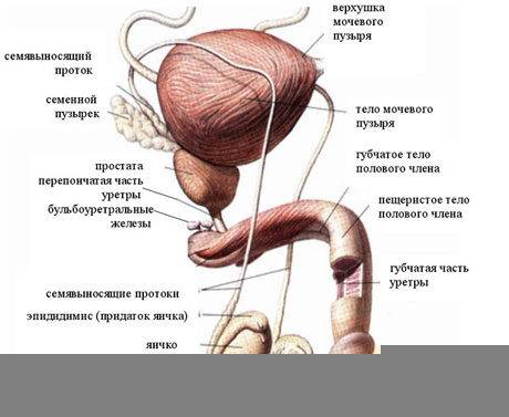 Где находится мочеточник у мужчин