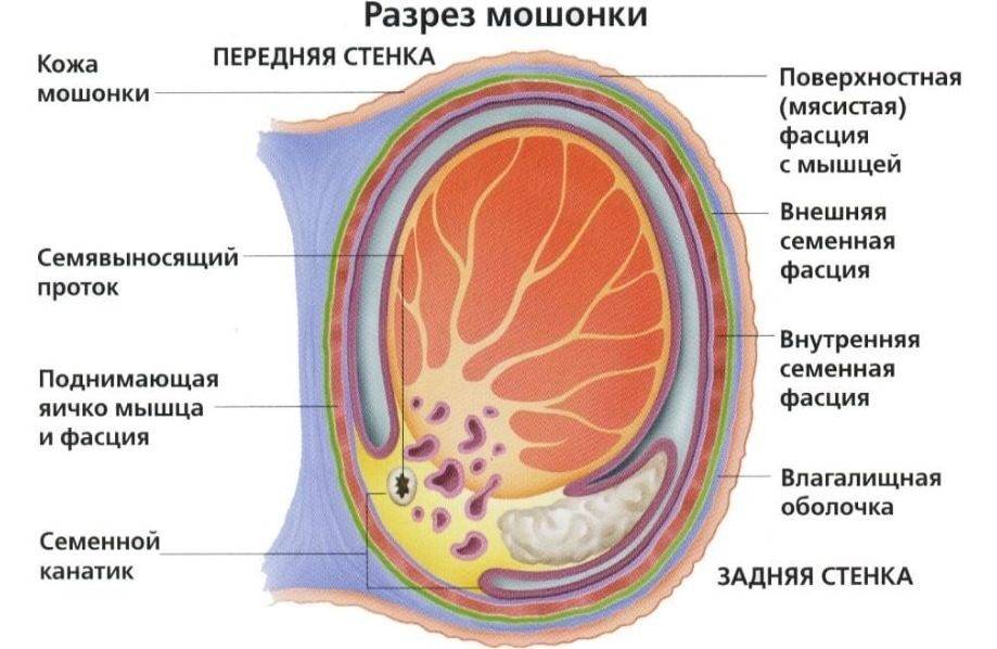 Что делать если чешутся яички