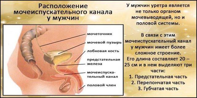 Передается ли цистит половым путем, от женщины к мужчине или от мужчины к женщине, а иначе говоря — заразен ли цистит?