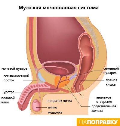 сагиттальный разрез малого таза мужчины