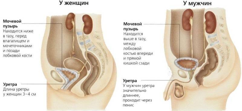 мочевой пузырь у мужчин и женщин