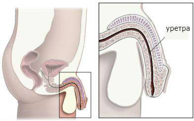 Уретрит у мужчин - симптомы, лечение, препараты, причины
