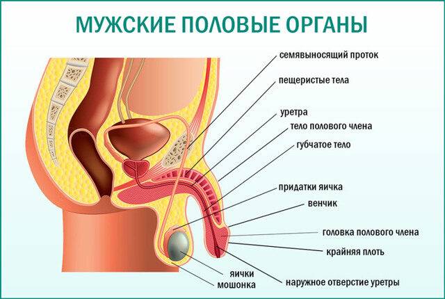 Запах от члена: какие инфекции вызывают и какие анализы сдать.