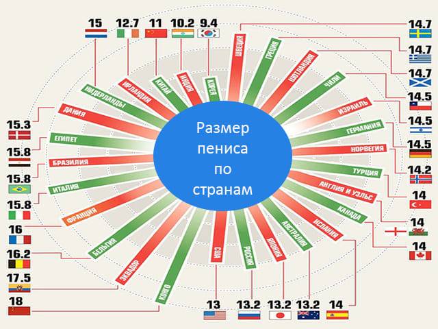 Строение полового члена - анатомия мужского органа: головка, сосуды и структура