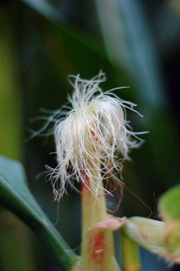 Corn silk