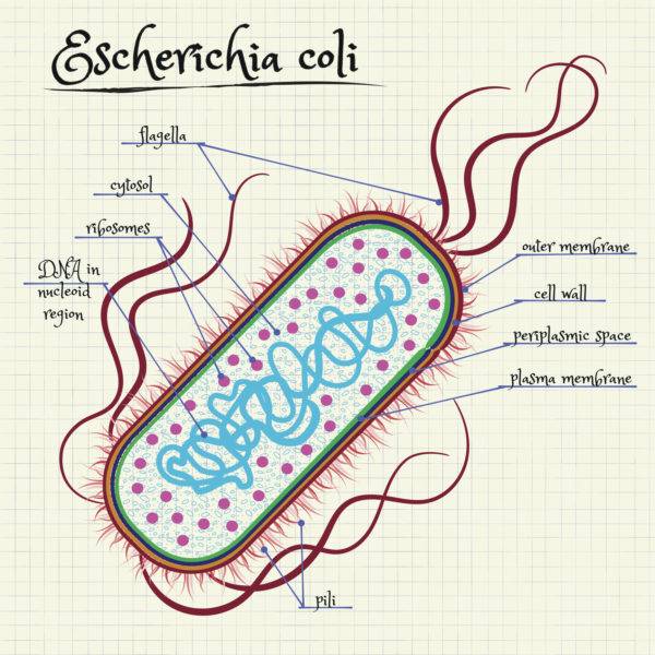 Escherichia coli