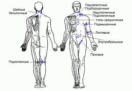 Расположение лимфоузлов