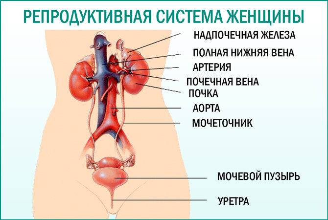 Женская репродуктивная система