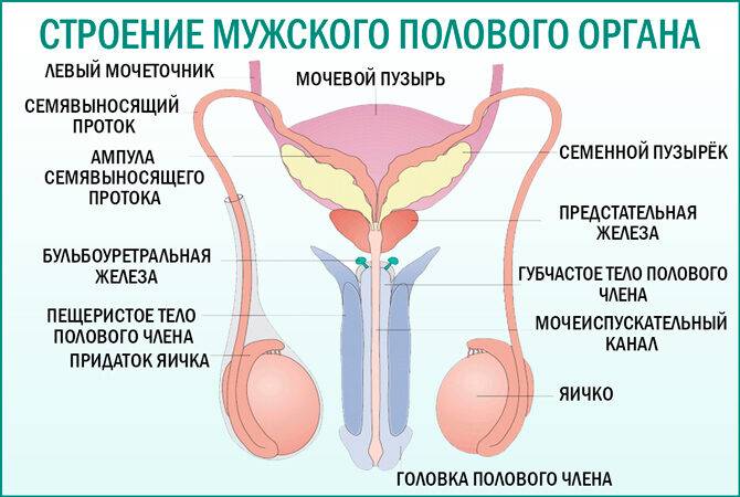 Аппараты для лечения простатита в домашних условиях: самые эффективные медицинские приборы и физиоаппараты для домашнего аппаратного лечения