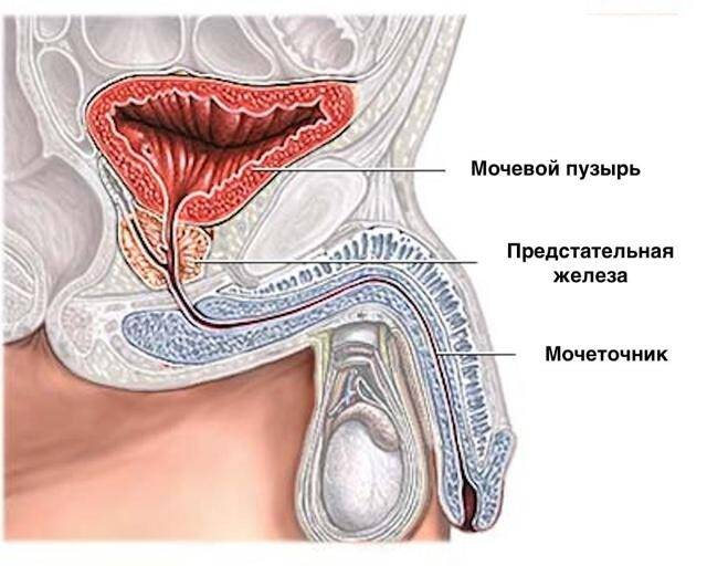 Восстановление потенции после удаления простаты (предстательной железы): возможный ли секс и полноценная половая жизнь, а также как восстановить эректильную функцию после процедуры