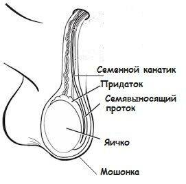 Эндокринная функция яичек и ее нарушения