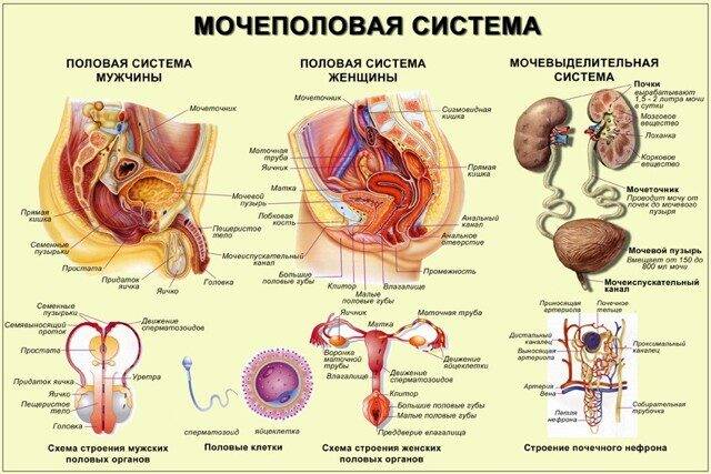 Антибиотики при мочеполовых инфекциях у мужчин и женщин: таблетки широкого спектра действия