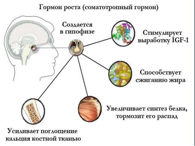 До скольки лет растет мужчина