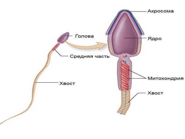 Сколько точно живут сперматозоиды времени (дней и часов) в разной среде?