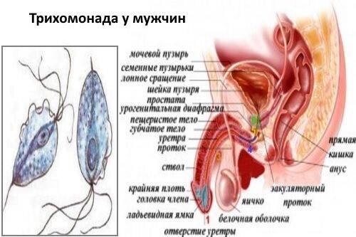 Мазок у мужчин: как берут на флору и на инфекции, расшифровка, норма