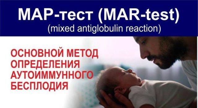 Мар тест (mar тест или mar test) - расшифровка и спермограмма