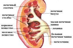 Болят почки и мочевой пузырь что делать