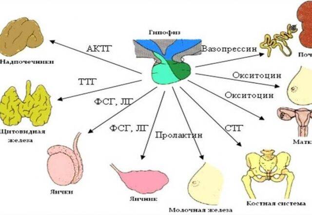 Адренокортикотропный гормон (АКТГ): за что отвечает, функции, механизм действия, норма у женщин, мужчин, повышен