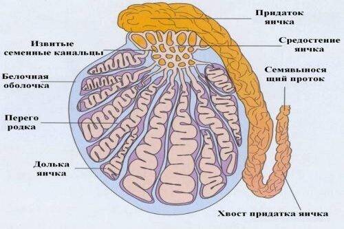 Боль в яичках у мужчин: причины мужских болезней яичек