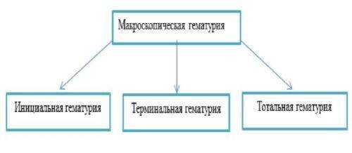 Гематурия: что это такое? Симптомы, причины и лечение у мужчин и женщин