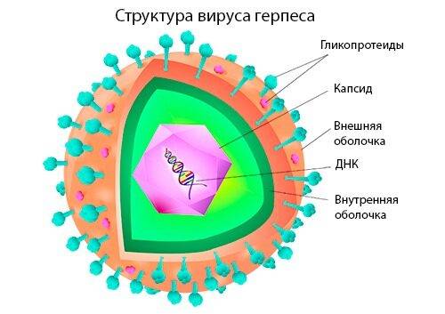 Клетка герпеса