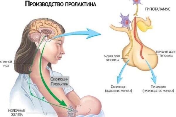 gormonalnyy-sboy-u-zhenschin-simptomy-i-priznaki-7