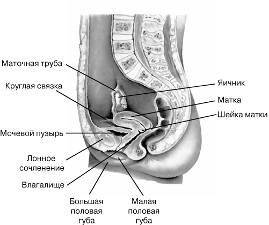 Эндокринная функция яичек и ее нарушения