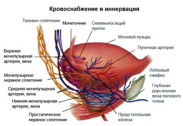 кровоснабжение