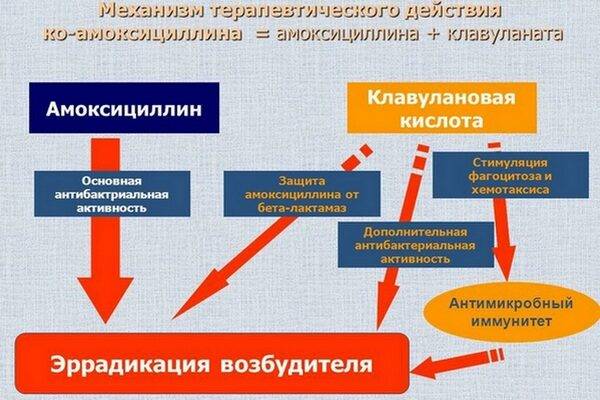 Принцип действия препарата Амоксиклав на возбудителя