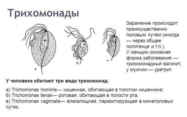 mikroorganizm-trihomonada