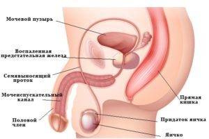 Половой член подростка - нужно ли увеличение