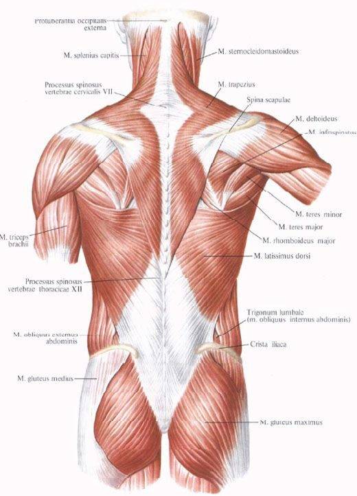 мышцы спины