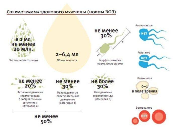 Как улучшить морфологию спермограммы для зачатия народными средствами