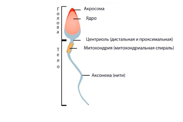 Строение сперматозоида