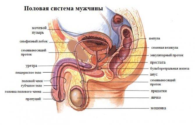 Запах в паху у мужчин чем лечить