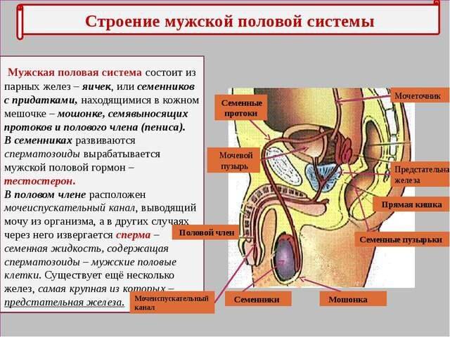 Где находится мочеточник у мужчин