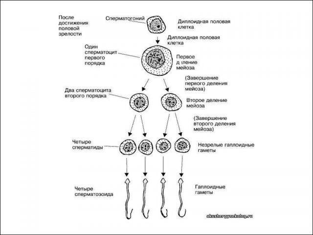 Сперматогенез (схема)