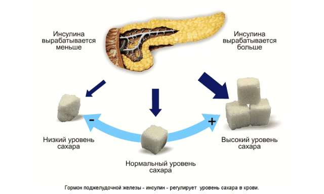 Эффект инсулина на обмен глюкозы (схема)