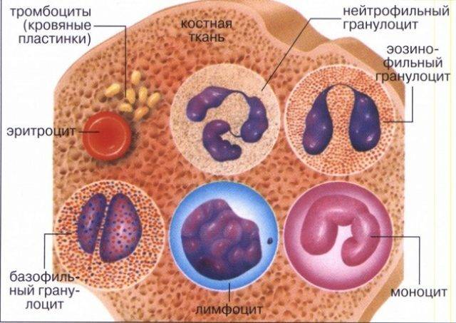 Виды белых клеток крови (схема)
