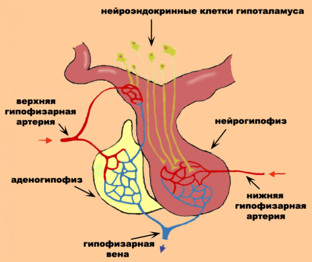 Гипоталамо-гипофизарная система (схема)