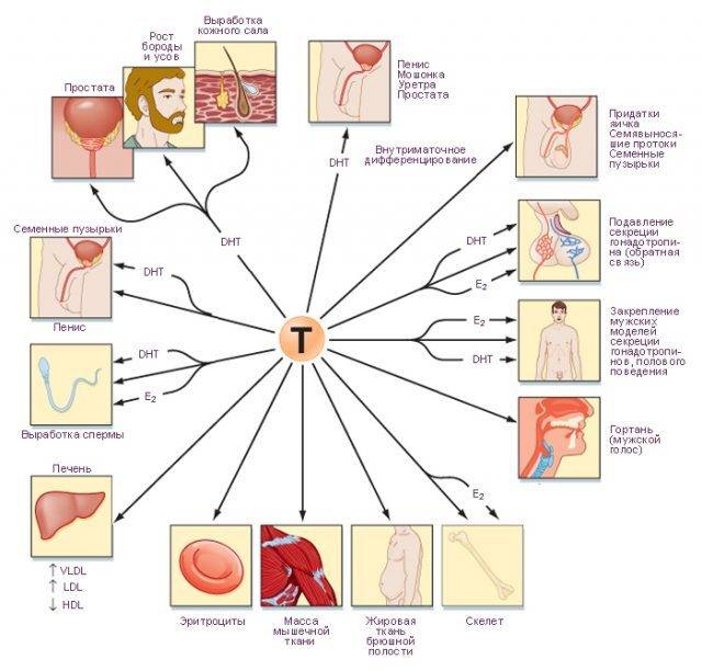Схема влияния на организм тестостерона
