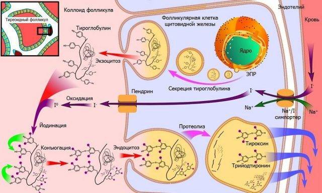 Схема выработки Т3 и Т4 в щитовидной железе