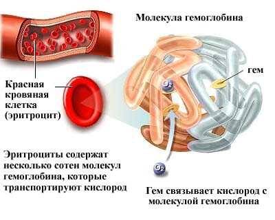 Повышенный гемоглобин в эритроцитах у мужчин