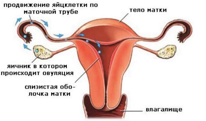 движение яйцеклетки