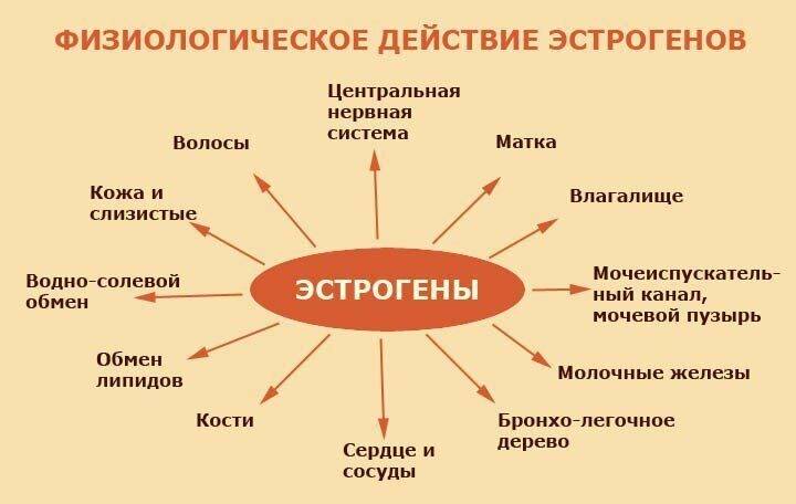 protivozachatochnye s antiandrogennym effektom 4 - Контрацептив с антиандрогенными свойствами