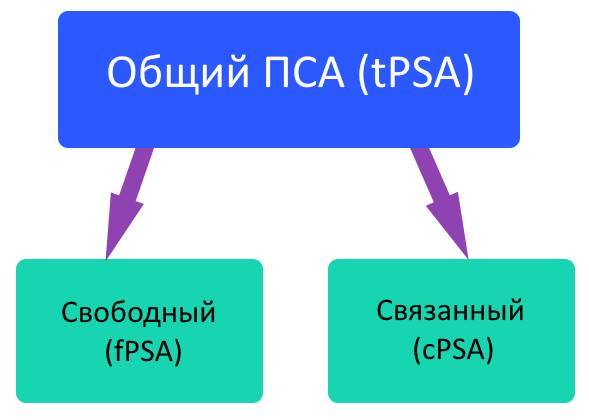 Что такое ПСА в крови у мужчин