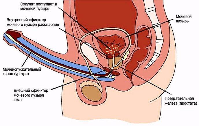 Как получить мужской оргазм без семяизвержения